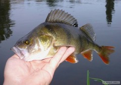Kliknutím fotografii zvětšíte Okoun 35 cm