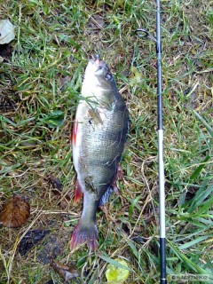Kliknutím fotografii zvětšíte Okoun- 33 cm, na rippera