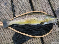 Kliknutím fotografii zvětšíte Brown trout - 47 cm