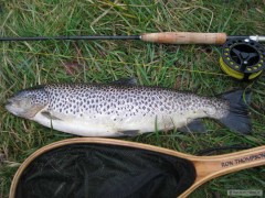 Kliknutím fotografii zvětšíte Brown trout - 50 cm