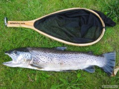 Kliknutím fotografii zvětšíte Brown trout - 50 cm