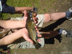 american 35cm