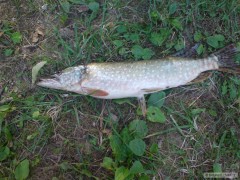 kudla 60cm