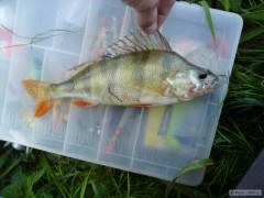 25 cm mr�ous