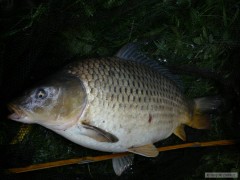Morava