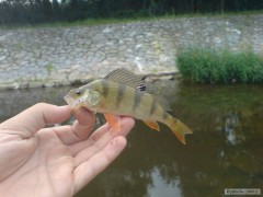 Kliknutím fotografii zvětšíte okoun na třpytku