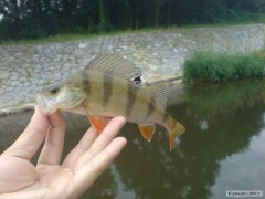Kliknutím fotografii zvětšíte okoun na smáčka