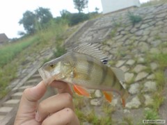 Kliknutím fotografii zvětšíte okoun