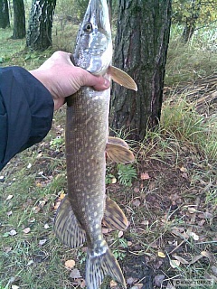 Kliknutím fotografii zvětšíte dnešna 58 cm.
