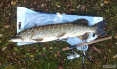 Kliknutím fotografii zvětšíte stika104cm