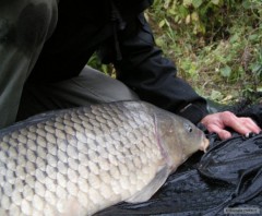 Kliknutím fotografii zvětšíte říčák 8,5kg / 82 cm