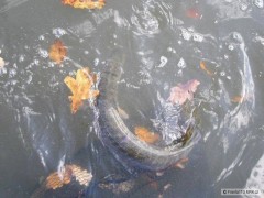Kliknutím fotografii zvětšíte jde zpátky