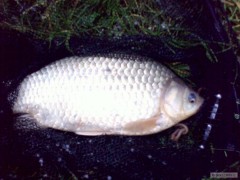 Kliknutím fotografii zvětšíte karas 2 kg