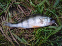 okounek 11cm