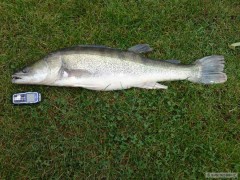 Kliknutím fotografii zvětšíte zubacik 78cm 6kg