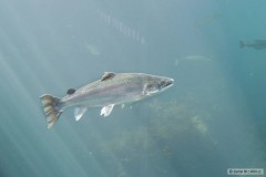 Kliknutím fotografii zvětšíte fish 1