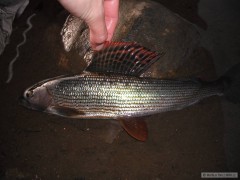 Kliknutím fotografii zvětšíte Lipan 34 cm