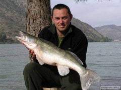 Cand�t 85cm 7 kilo