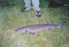 Kliknutím fotografii zvětšíte muj prvni jeseter 93cm