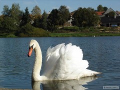 Kliknutím fotografii zvětšíte hrdý labuťák