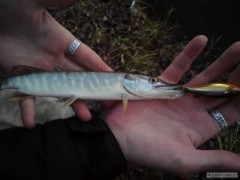 Kliknutím fotografii zvětšíte Štika-cca 25cm