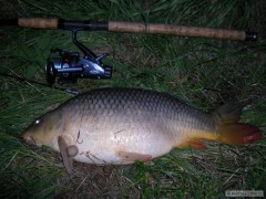 carp