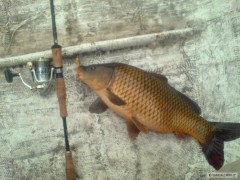 Kliknutím fotografii zvětšíte kaprik 51 cm , 22.12.2009