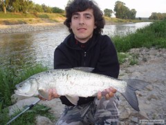 Bolen