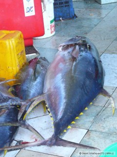 yellow fin tuna (Male) 