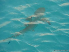 Kliknutím fotografii zvětšíte blacktip reef shark (south male atoll)
