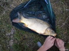 Kliknutím fotografii zvětšíte Krásny Kapr říční (60cm) bojovník na feeder