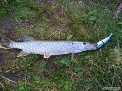 Stika