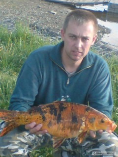 Kliknutím fotografii zvětšíte harta 2009 kapr KOI 54cm