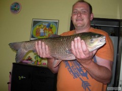 amur 78cm