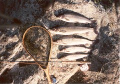 Lipani  z Ammeranu 47 -41cm