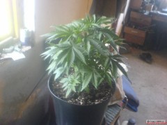 Kliknutím fotografii zvětšíte Ganja ze zahradky