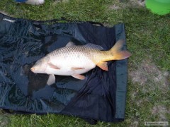 Kliknutím fotografii zvětšíte Kapr 74 cm