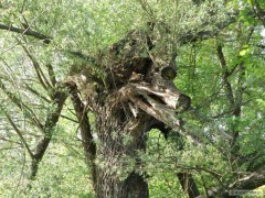 Kliknutím fotografii zvětšíte strašidlo nad vodou