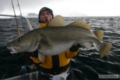 Treska obecn� 15 kg