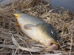 Kliknutím fotografii zvětšíte první kapr roku 2010