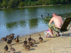 Kliknutím fotografii zvětšíte kačeny drzý