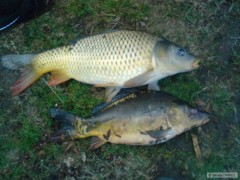 Kliknutím fotografii zvětšíte Můj první šupináč 2010 48cm