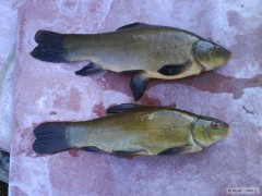 lin 25,27cm