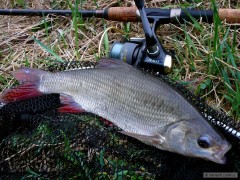 Jelec jesen 35 cm