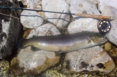 Kliknutím fotografii zvětšíte potočák 65 cm