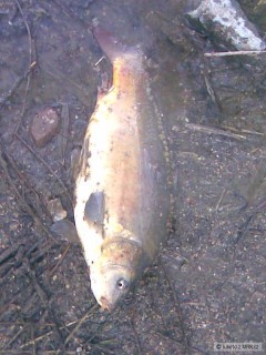 Kliknutím fotografii zvětšíte první kapřík v sezoně 2010