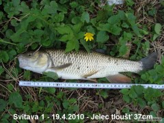 Kliknutím fotografii zvětšíte Jelec tloušť 37cm - Svitava 1 - 19.4.2010