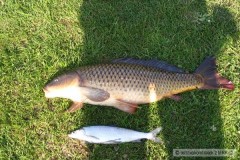 Kapr 64cm+Mar�na