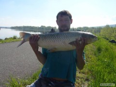 Kliknutím fotografii zvětšíte amur 90cm