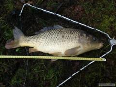 Kliknutím fotografii zvětšíte Druhý májový kapr 51cm